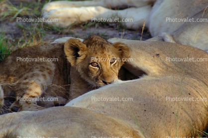 Lion, cub, female, Africa