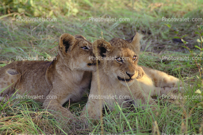 Lion, cub, Africa