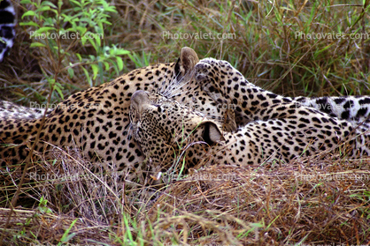 Cheetah, Africa