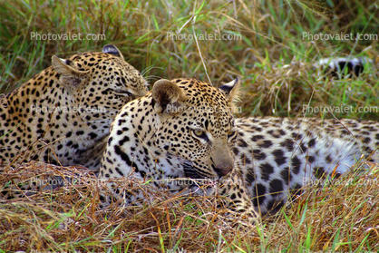Cheetah, Africa