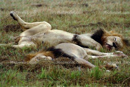 Lion, female, male, Africa