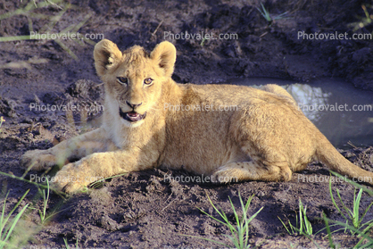 Lion cub in Africa