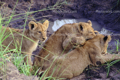 Lion, cub, Africa