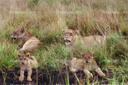 Lion, female, cub, Africa