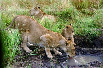 Lion Cub, female, Africa