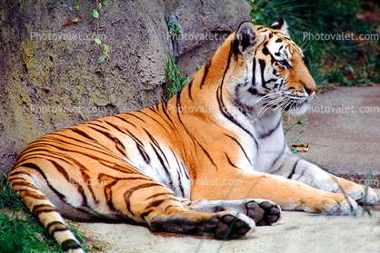 Siberian Tiger profile, (Panthera tigris)