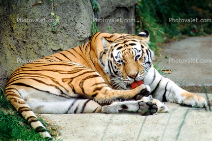 Siberian Tiger (Panthera tigris)