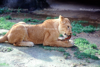 Lion Eating Raw Meat