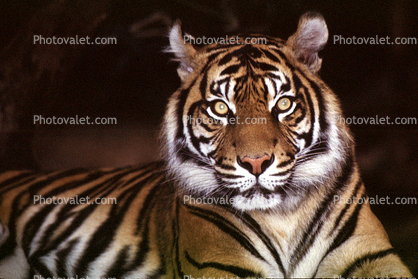 Yellow Eyes of a Bengal Tiger