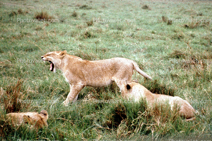 Lion, Female, Lioness