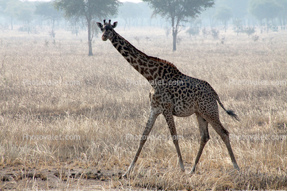 Giraffe, (Giraffa camelopardalis), Katavi National Park