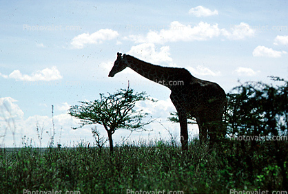 near Nairobi, Kenya