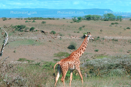 near Nairobi, Kenya, Africa