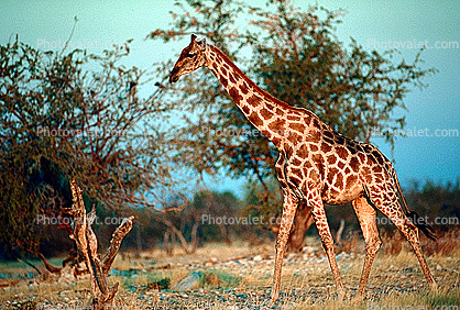 Giraffe on the African Savanna, Africa