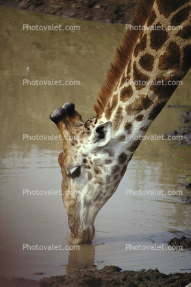 Giraffe drinking water, Africa