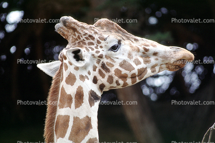 Masai Giraffe, (Jirafa demasai)