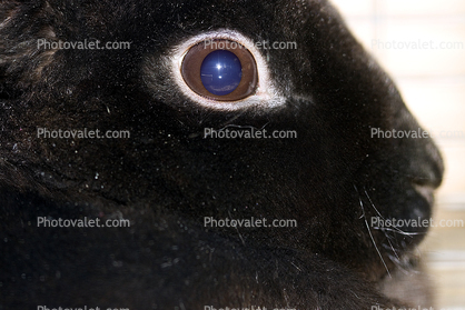 Black Rabbit, Eye, furry, fur, coat