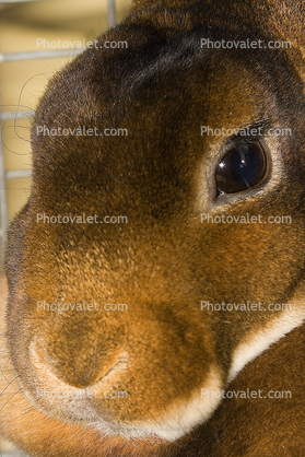 Brown Rabbit, Eye, furry, fur, coat