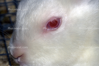 Eye, Albino, Albinism, furry, fur, coat, nose