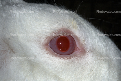Eye, Albino, Albinism, furry, fur, coat