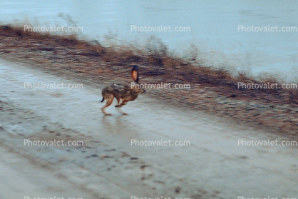running rabbit in a flood
