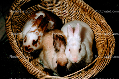 Rabbits in a Basket, Occidental, Sonoma County