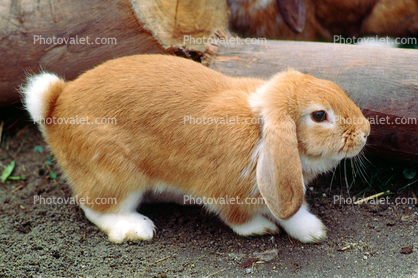 Cute Rabbit with Floppy Ears, Droopy