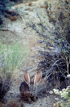 Big Rabbit Ears in the Desert