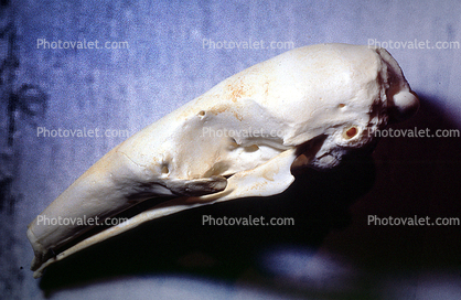 Lesser Anteater skull, (Tamandua mexicana)