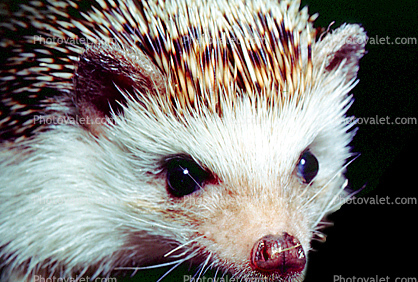 Hedgehog, Eyes, wet nose
