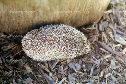African Hedgehog