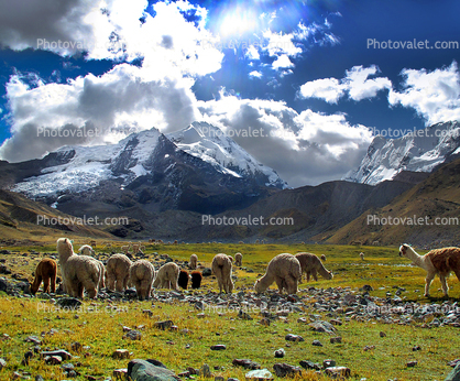 Llama, (Lama glama), Nevado Ausangate Mountain, Andes Mountain Range, Photo by Nathan Heald