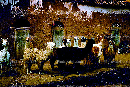 Llama, (Lama glama), Pisac, Peru, Building