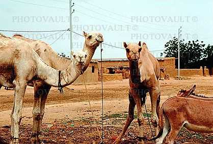 Dromedary Camel, (Camelus dromedarius), Camelini, Dori, Burkina Faso