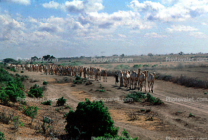 Camel Hard, Somalia