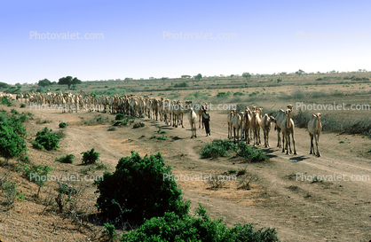 Shepherd, Sheepherder, herd, Camel, Somalia