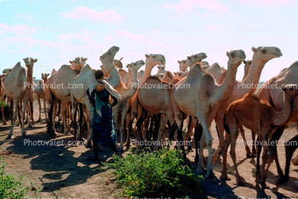 Shepherd, Sheepherder, Dromedary Camel