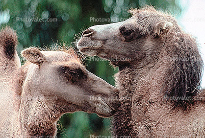 Two Bacterian Camel Friends, (Camelus bactrianus), Camelini