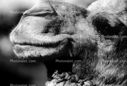 Dromedary Camel, (Camelus dromedarius), Camelini