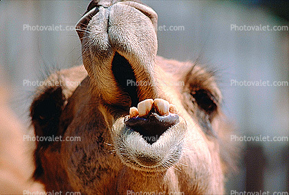 Dromedary Camel With Mouth Agape, (Camelus dromedarius), Camelini
