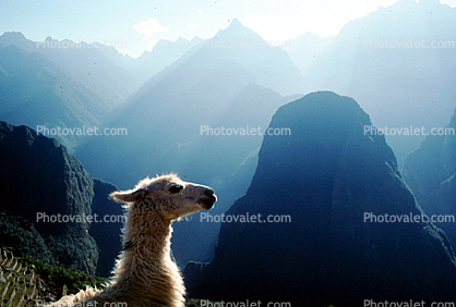 Llama, (Lama glama), Machu Picchu