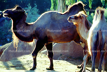 Bacterian Camel, (Camelus bactrianus), Camelini