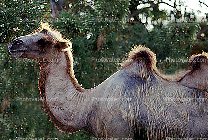 Bacterian Camel, (Camelus bactrianus), Camelini