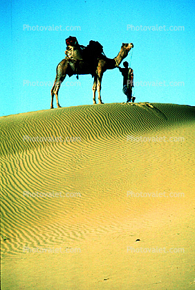 Sand Dunes, Desert, Dromedary Camel, (Camelus dromedarius), Camelini, Jaisalmir, Rajastan