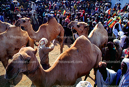 Dromedary Camel, (Camelus dromedarius), Camelini, Sheikh Hussein, Ethiopia