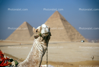 Dromedary Camel, The Great Pyramid of Cheops, Giza, (Camelus dromedarius), Camelini