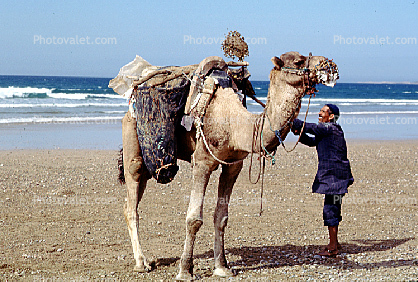 Dromedary Camel on a Beach, (Camelus dromedarius), Camelini, Atlantic Ocean, Sidi Kaouki, Morocco