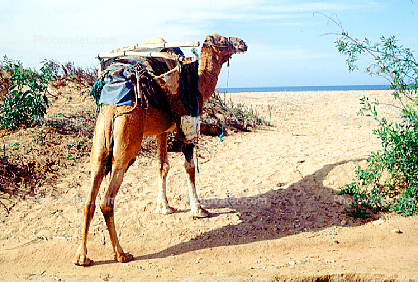 Dromedary Camel, (Camelus dromedarius), Camelini, Beach, Atlantic Ocean, Essaouira, Morocco