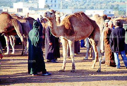 Dromedary Camel, (Camelus dromedarius), Camelini, El Hadra Market, Essaouira, Morocco