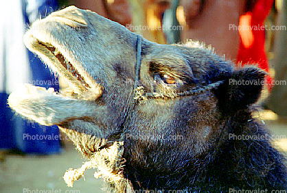 Dromedary Camel, (Camelus dromedarius), Camelini, El Hadra Market, Essaouira, Morocco
